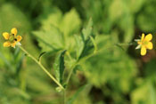 Geum sylvaticum