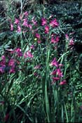 gladiolus