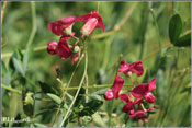 Lathyrus tuberosus