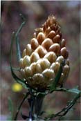 leuzea