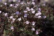 limonium