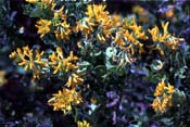 medicago