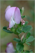 Ononis repens proccurens