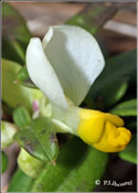Polygala chamaebuxus
