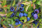 Prunus spinosa
