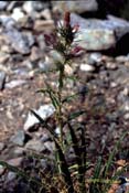 ptilostemon