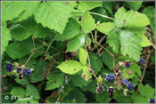 Rubus caesius