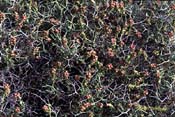 Sarcopoterium spinosum
