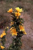 scolymus
