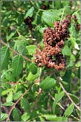 Rhus coriaria