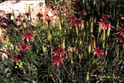tragopogon