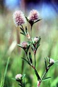 trifolium