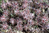 trifolium