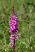 lythrum