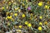 centaurea