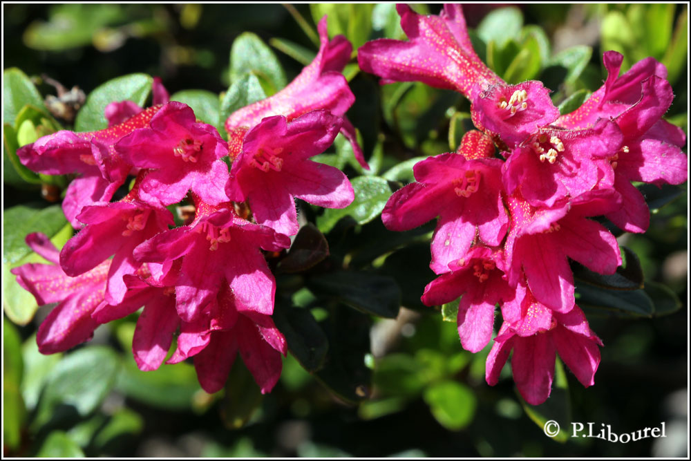 Rhododendron ferrugineum