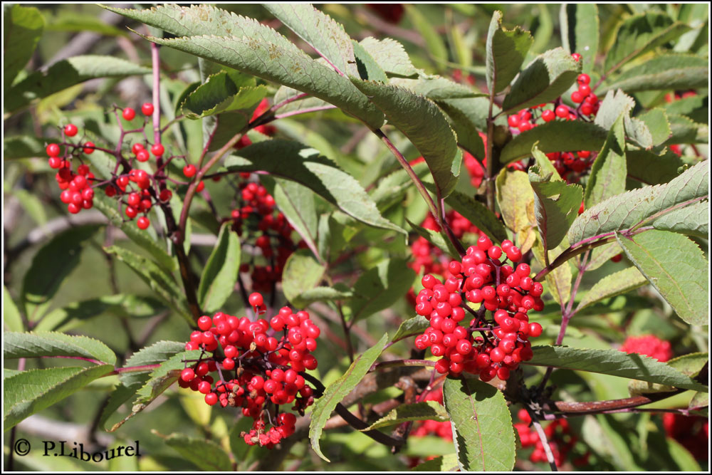 Sambucus racemosa