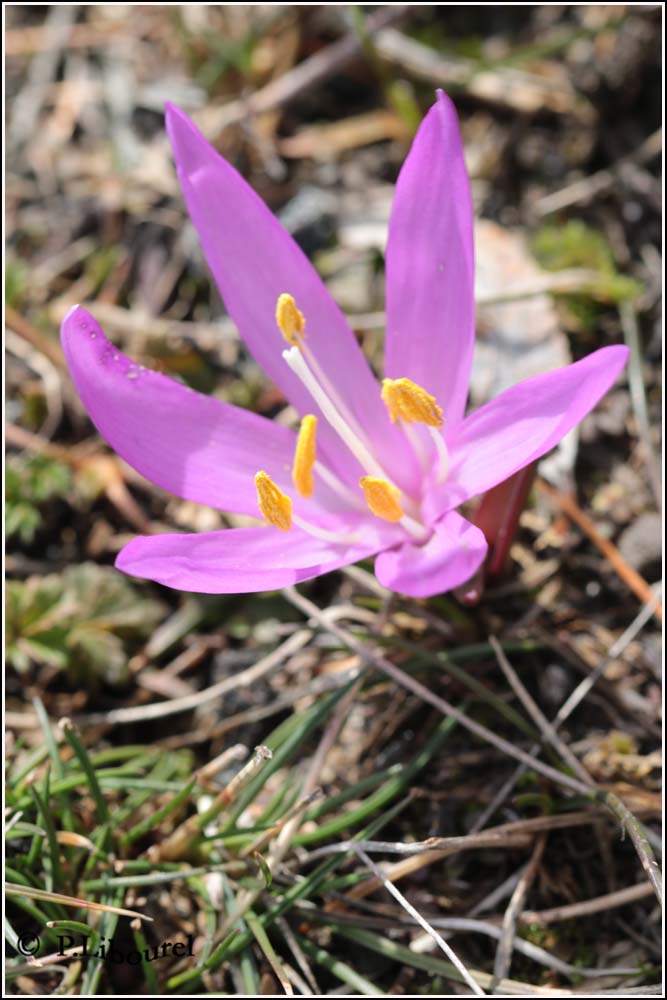 Bulbocodium vernum