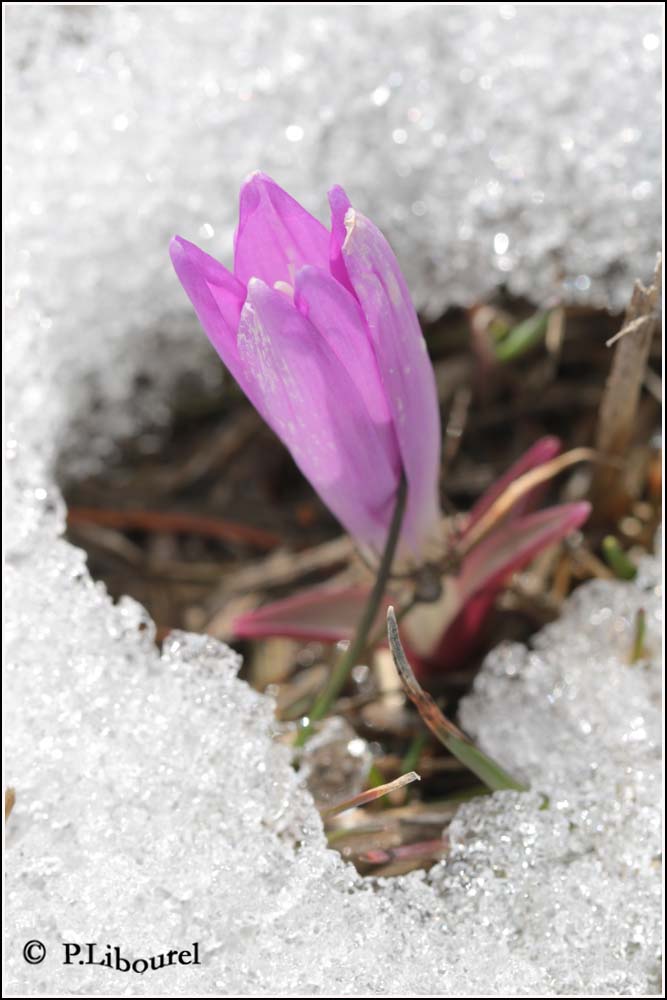 Bulbocodium vernum