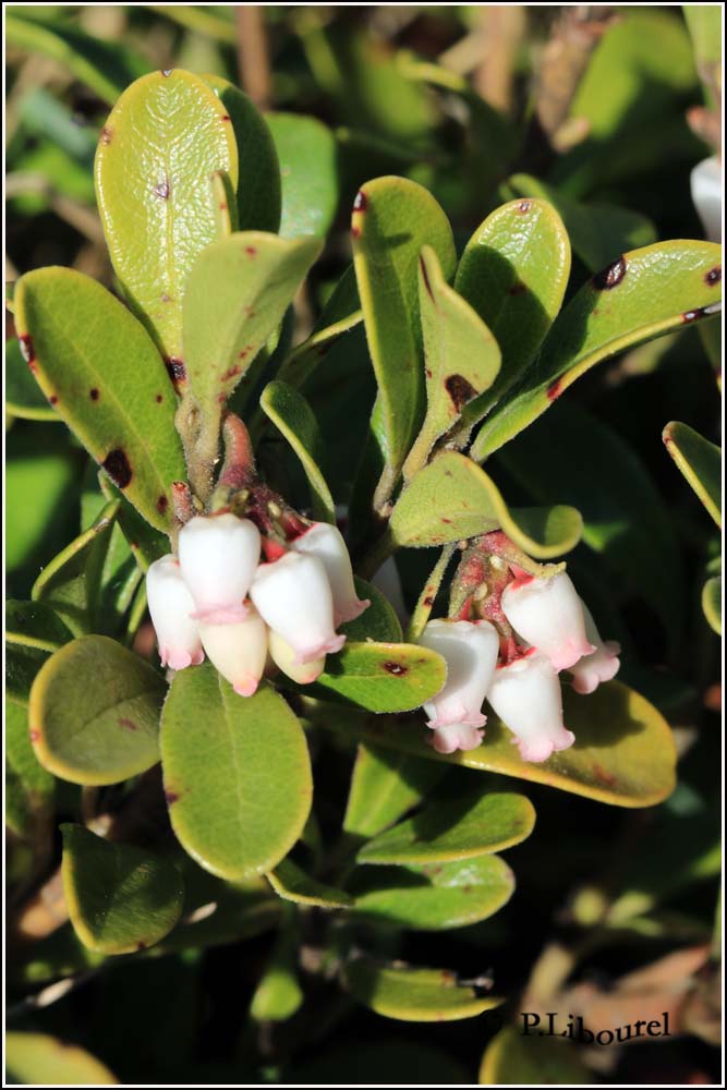 Arctostaphylos uva-ursi