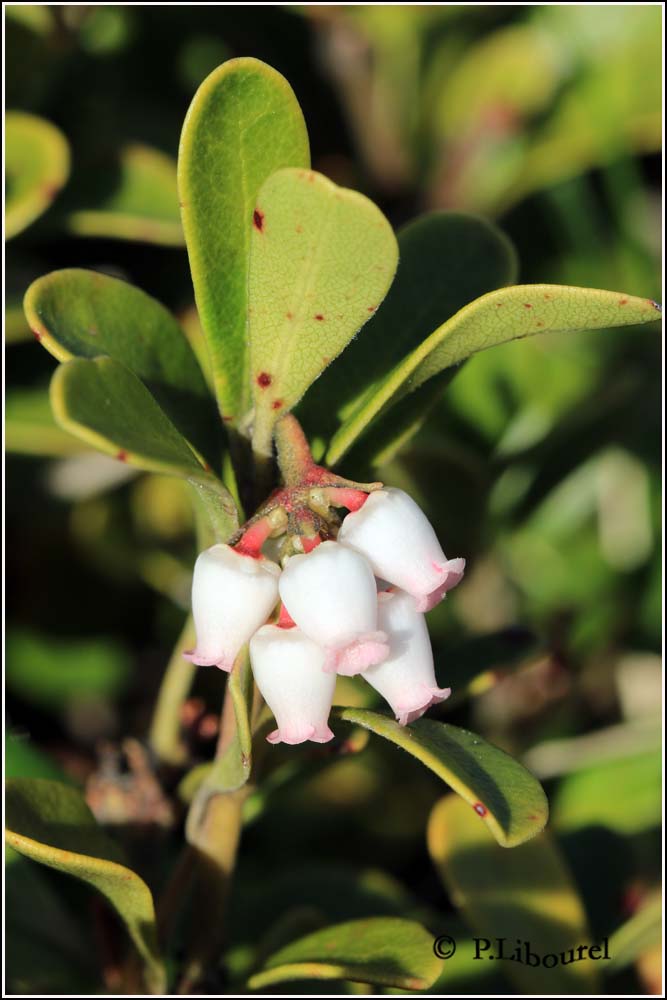 Arctostaphylos uva-ursi