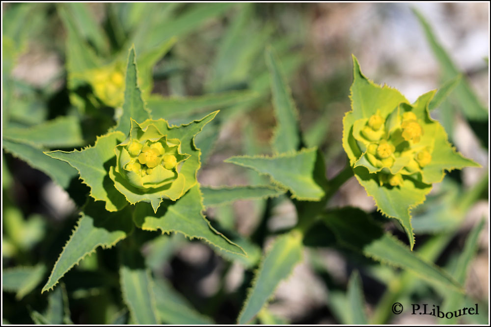 Euphorbia serrata