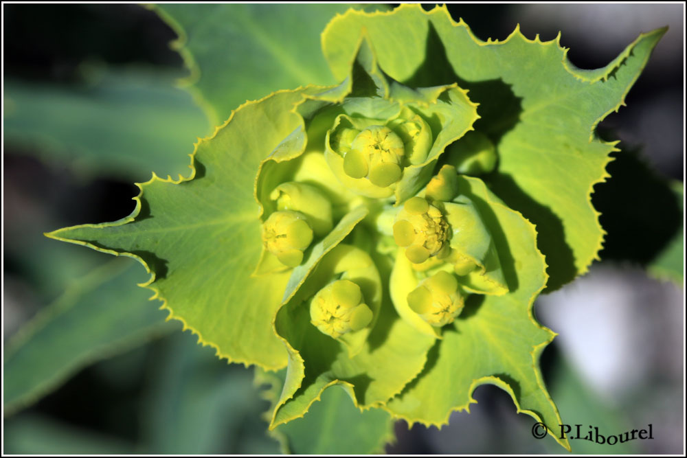Euphorbia serrata