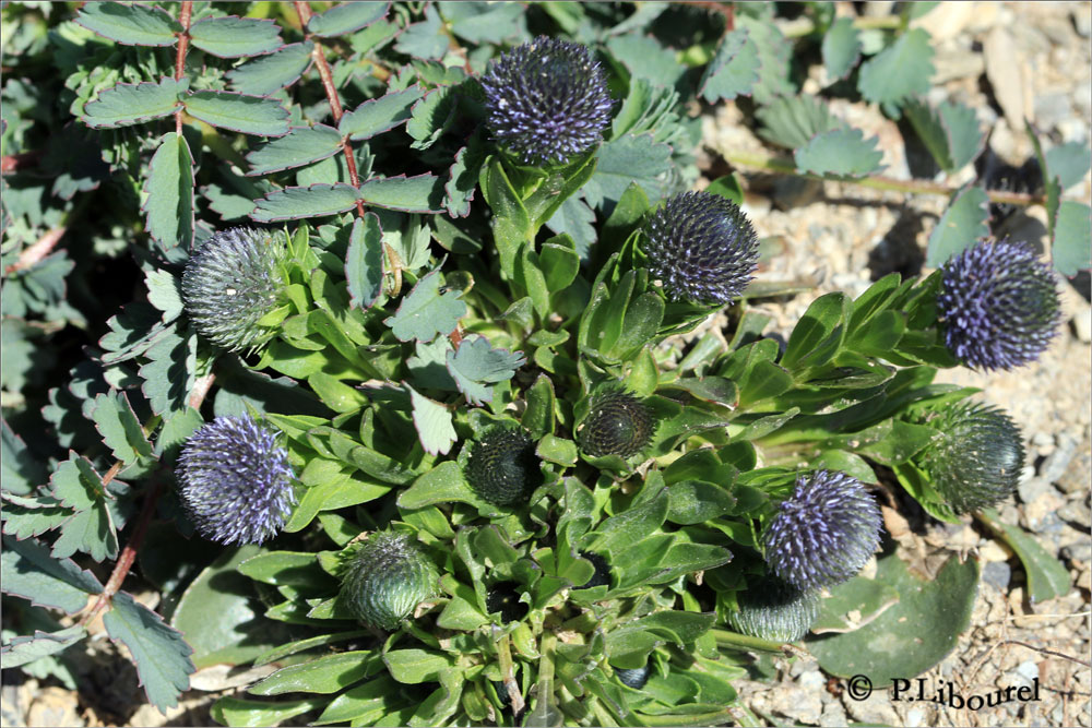Globularia bisgarinica
