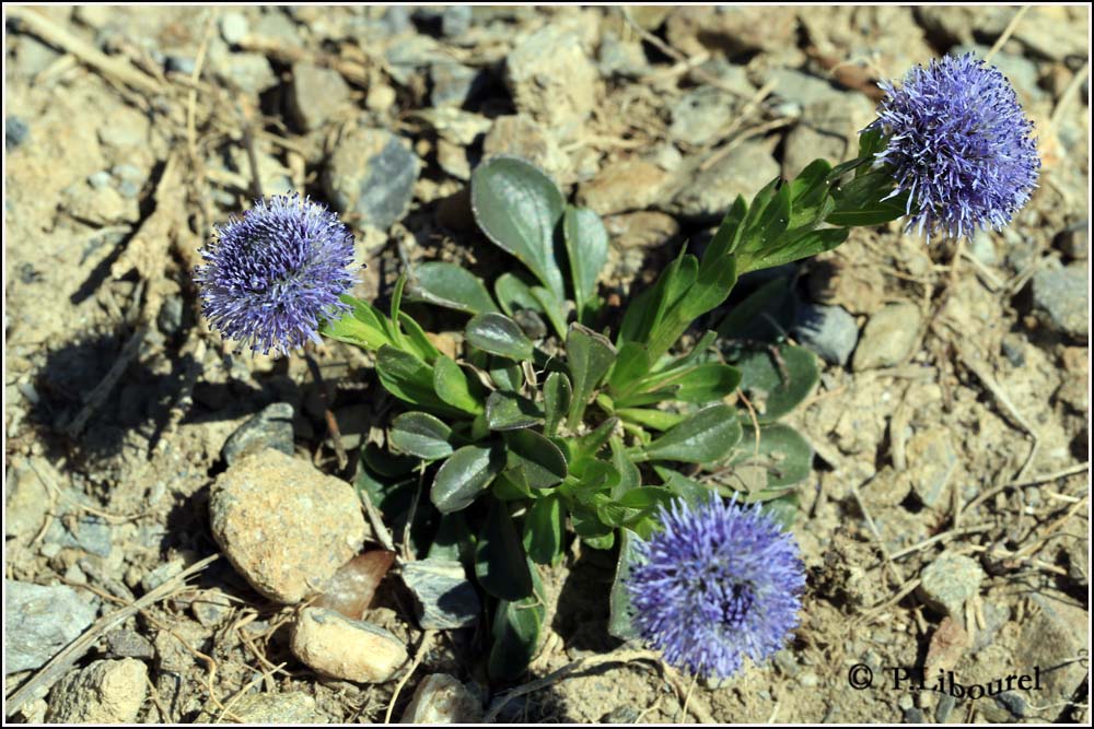 Globularia bisgarinica