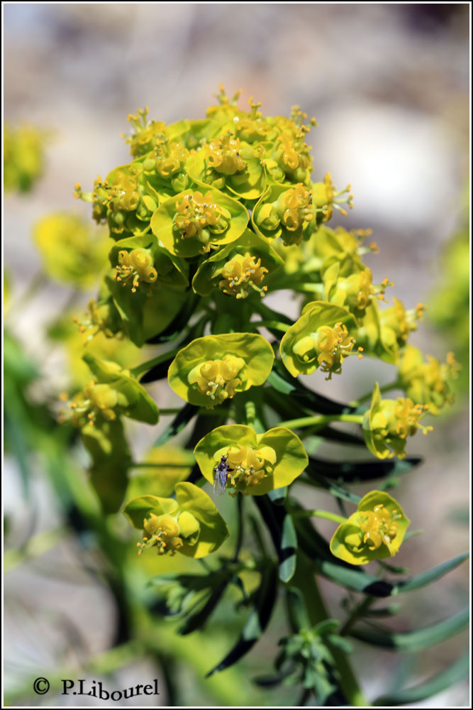 Euphorbia segetalis