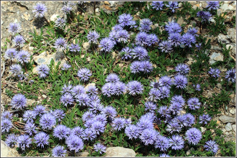 Globularia nana