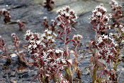 petasites