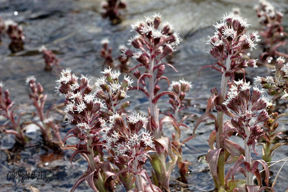 petasites albus