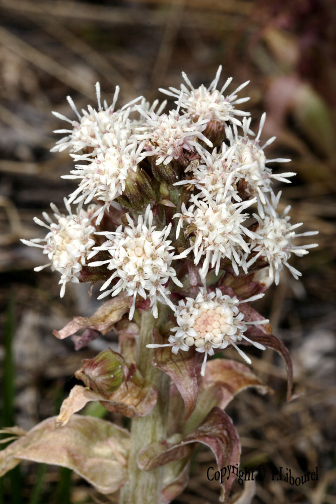 petasites albus