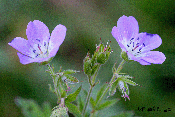 Geranium sylvestris