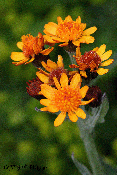 tephroseris