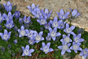campanula cenisiae