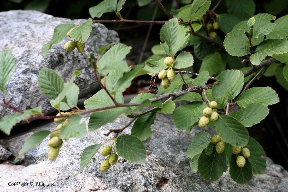 alnus
