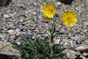 hieracium
