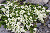 galium pusillum