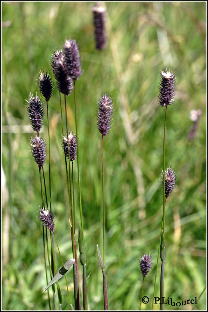 Phleum alpinum
