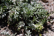 artemisia genepi