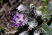 saussurea