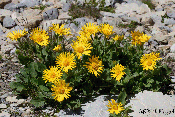 doronicum