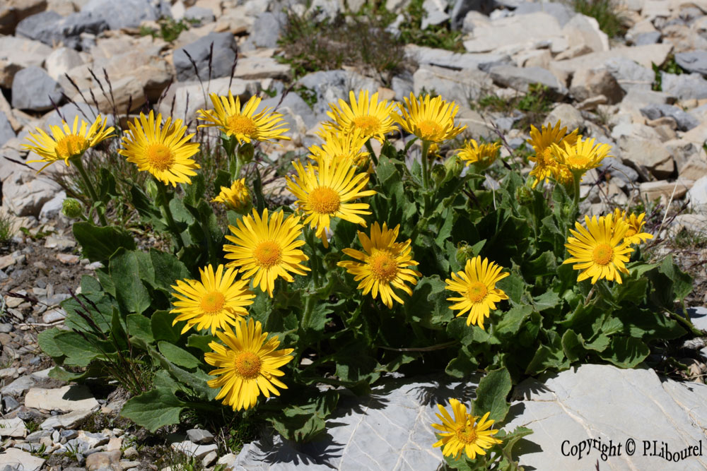 Doronicum grandiflorum
