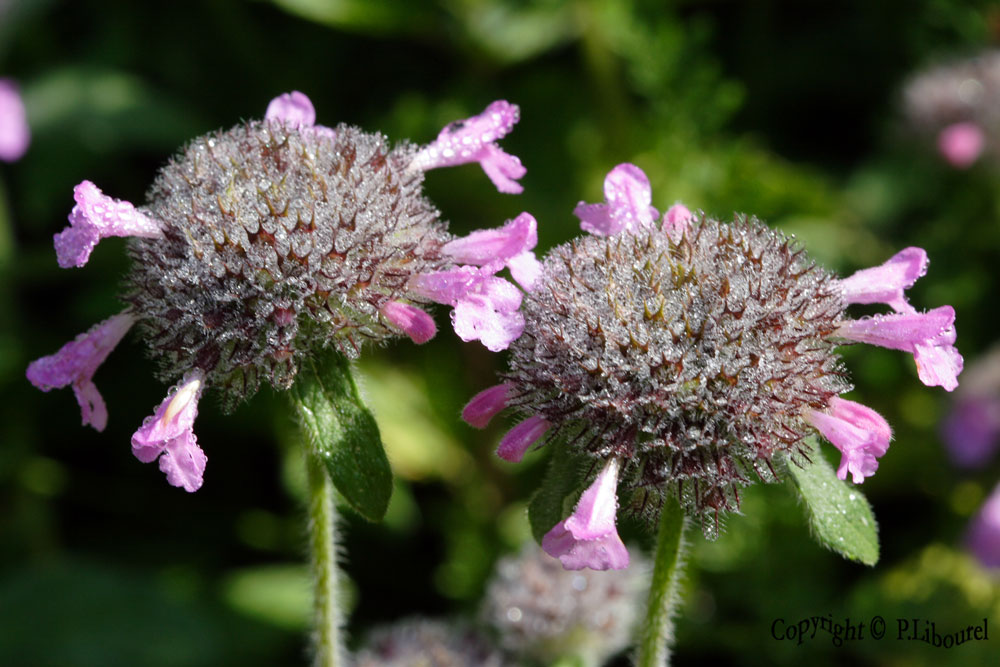 Clinopodium vulgare