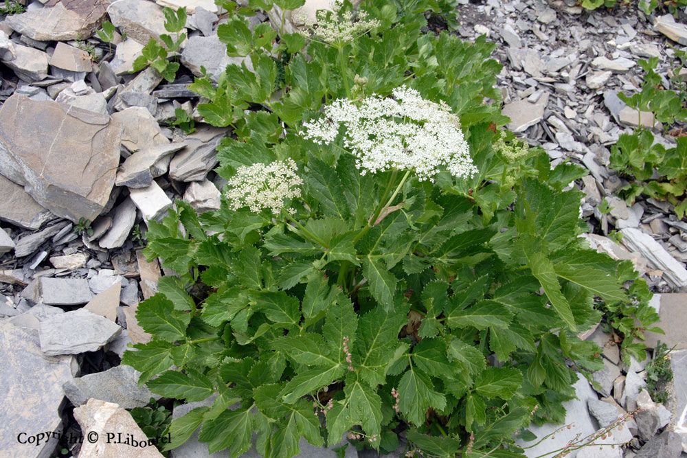 Pleurospermum austriacum