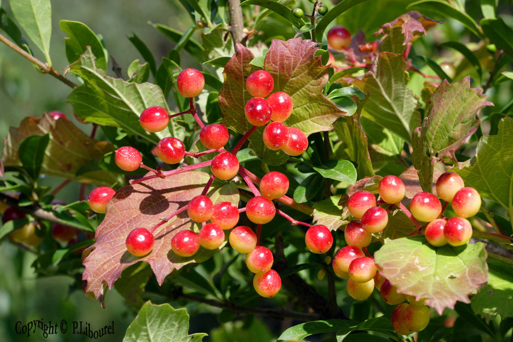 Viburnum opulus