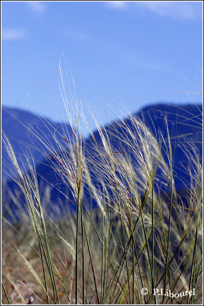 Stipa pennata