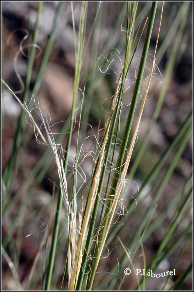 Stipa capillata
